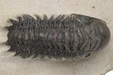 Crotalocephalina Trilobite Fossil - Atchana, Morocco #229677-1